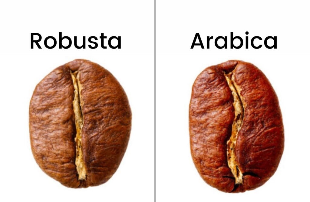 robusta og arabica kaffebønner