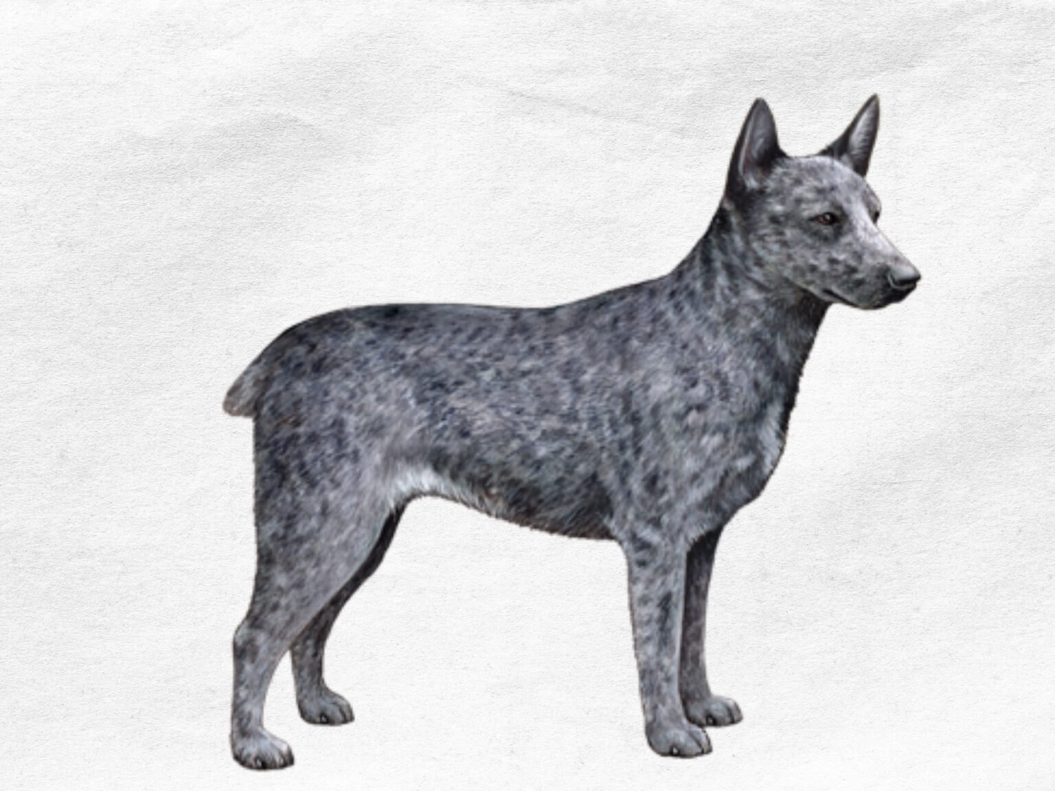Австралийская короткохвостая пастушья собака рисунок