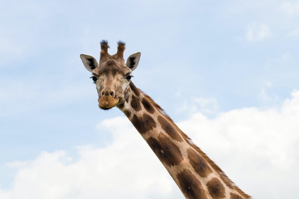 giraff i kristiansand dyrepark