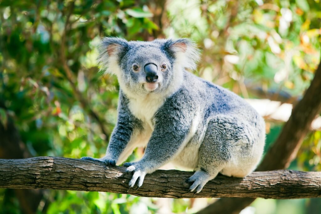 Cute koala in its natural habitat of gumtrees