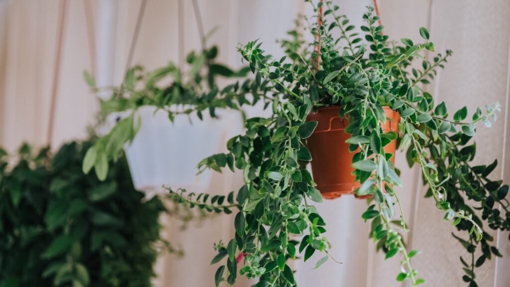 hanging indoor plants, lipstick plant